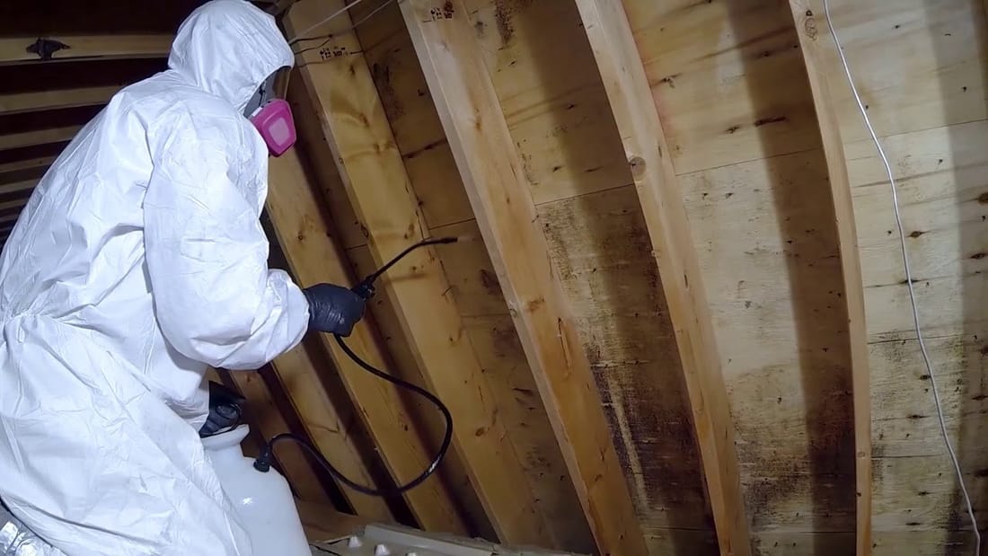 Attic Mold Removal