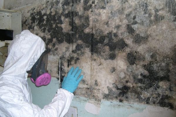 Industrial and Warehouse Mold Remediation