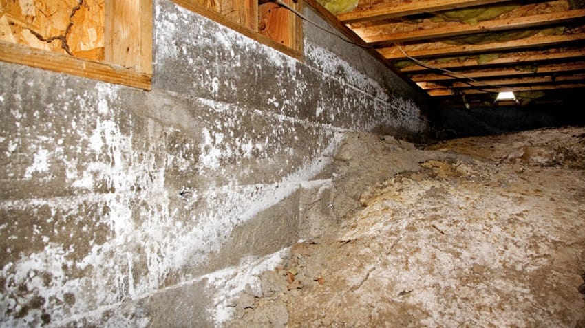 Basement and Crawl Space Mold Removal