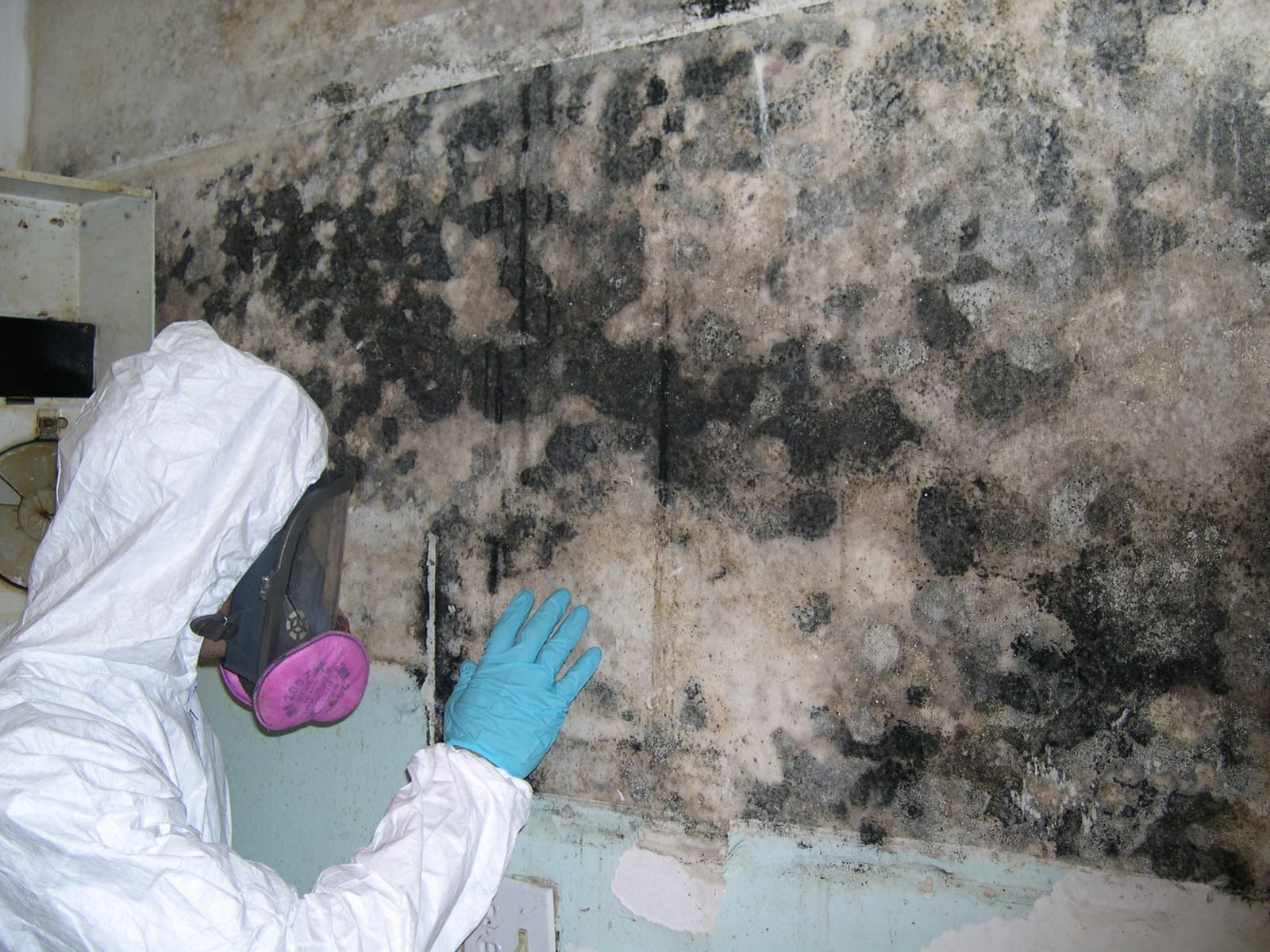 Black Mold Removal