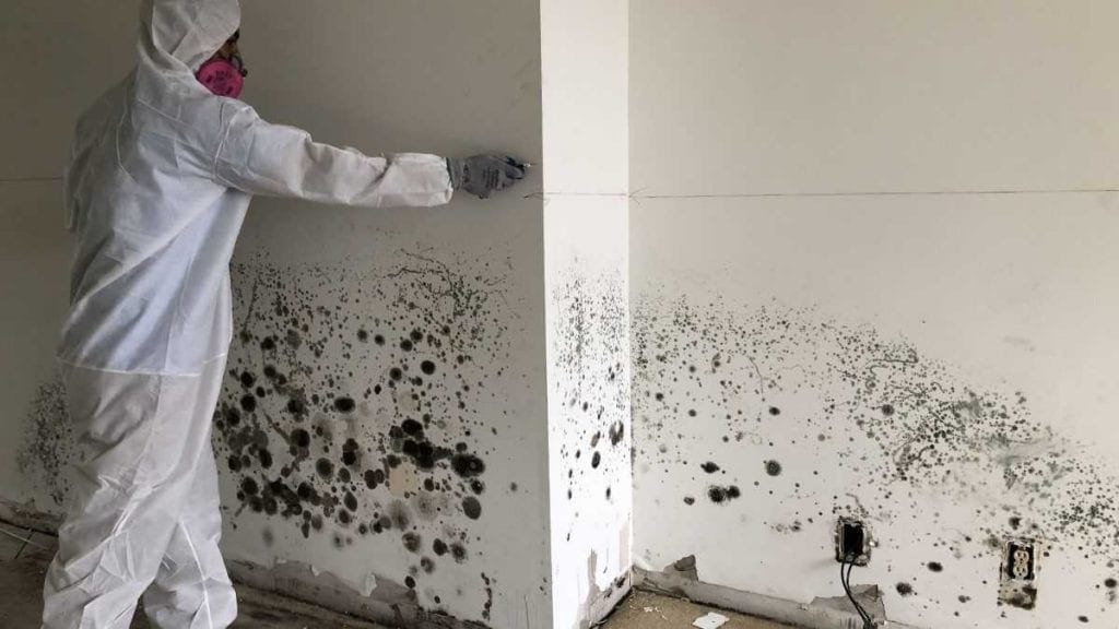 Insurance Claims Assistance for Mold and Water Damage