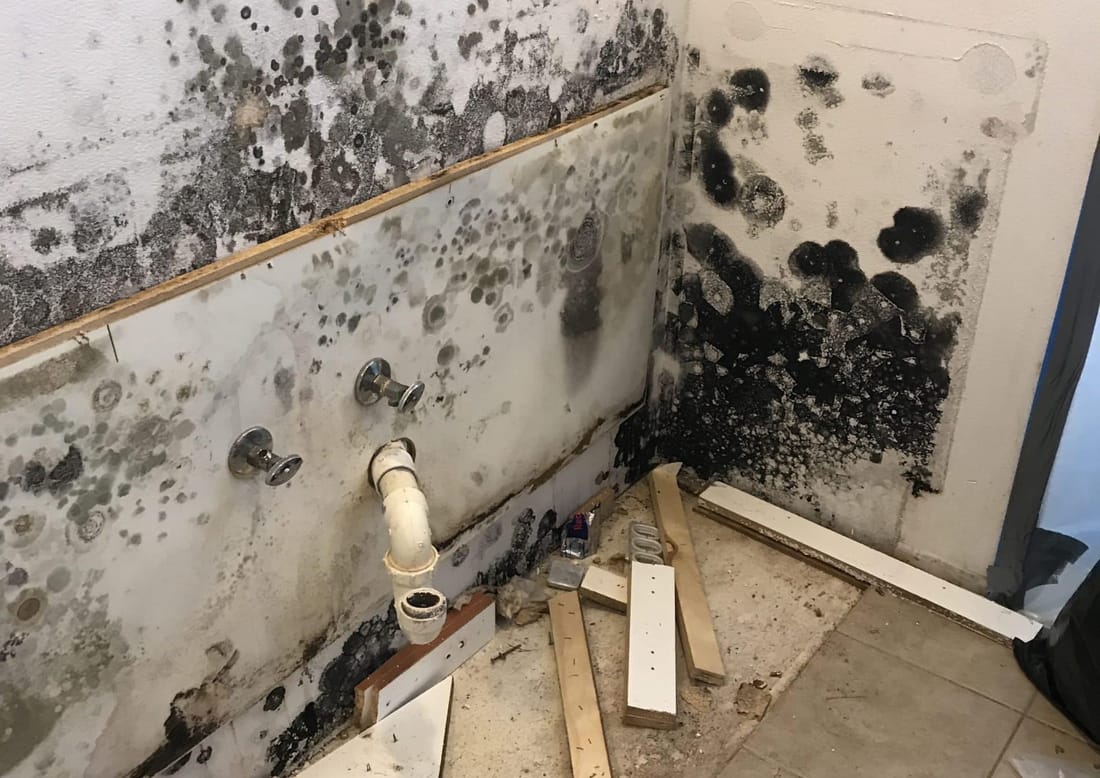 Mold Damage Restoration and Repair