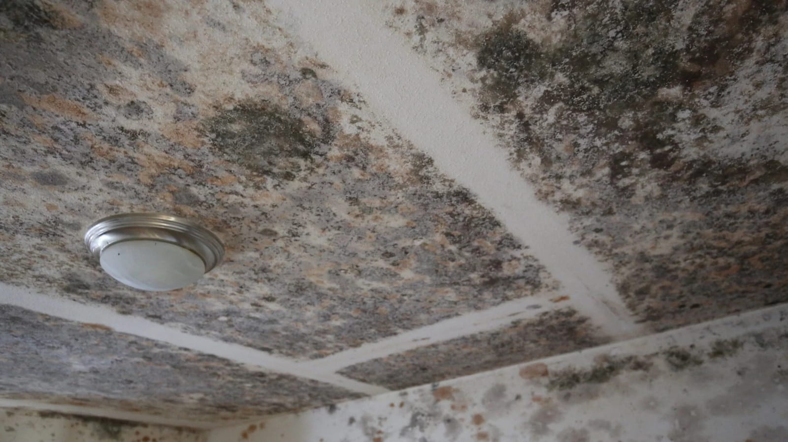 Mold Remediation and Removal