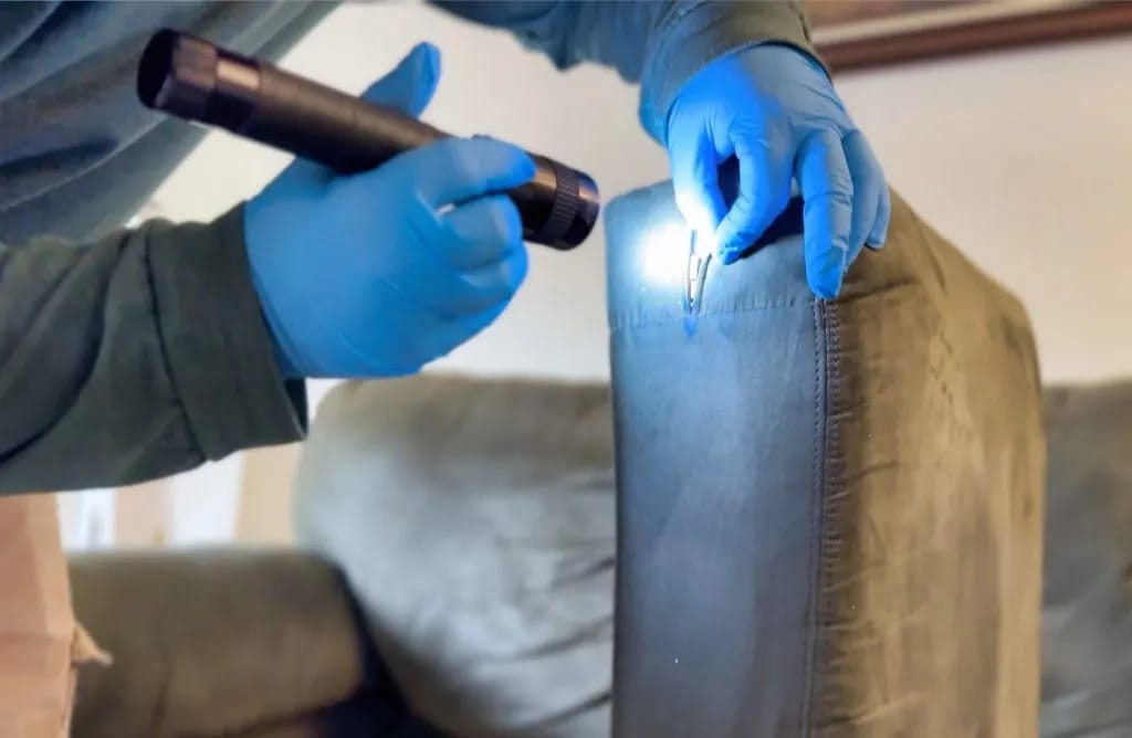 Bed Bug Inspections and Detection