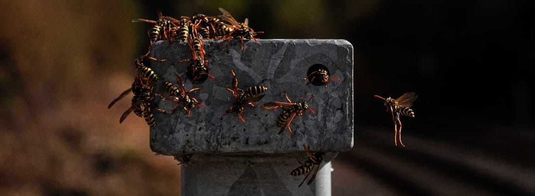 Wasp and Stinging Insect Control