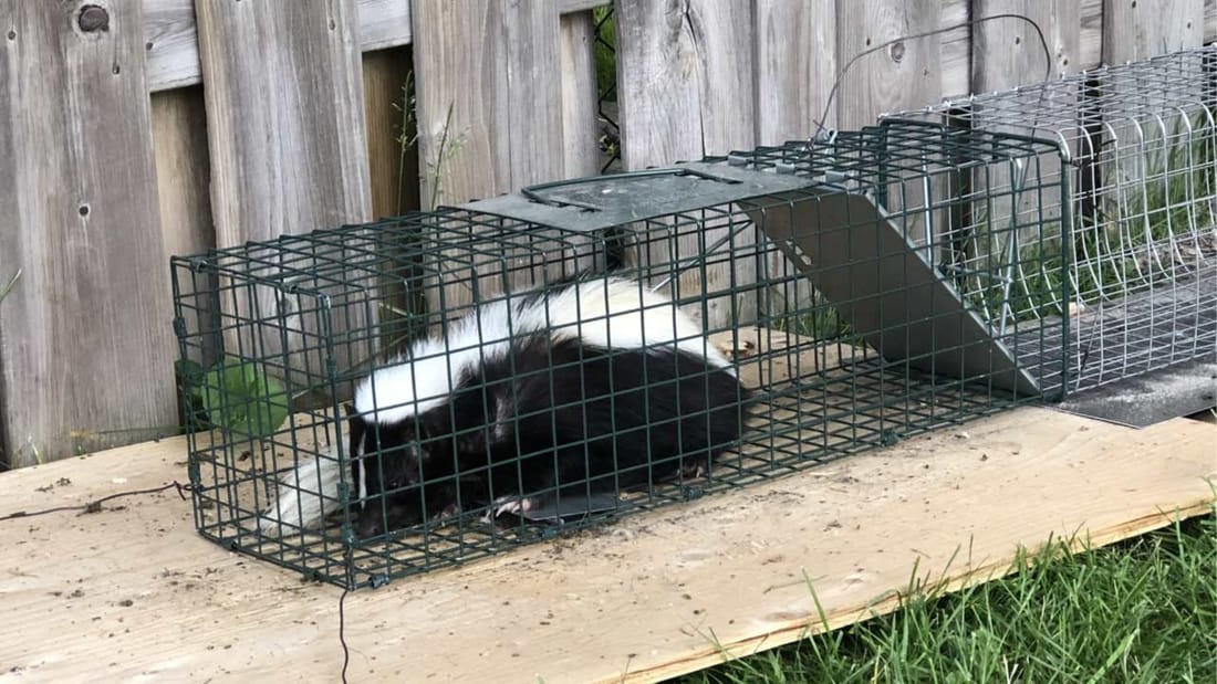 Wildlife Removal
