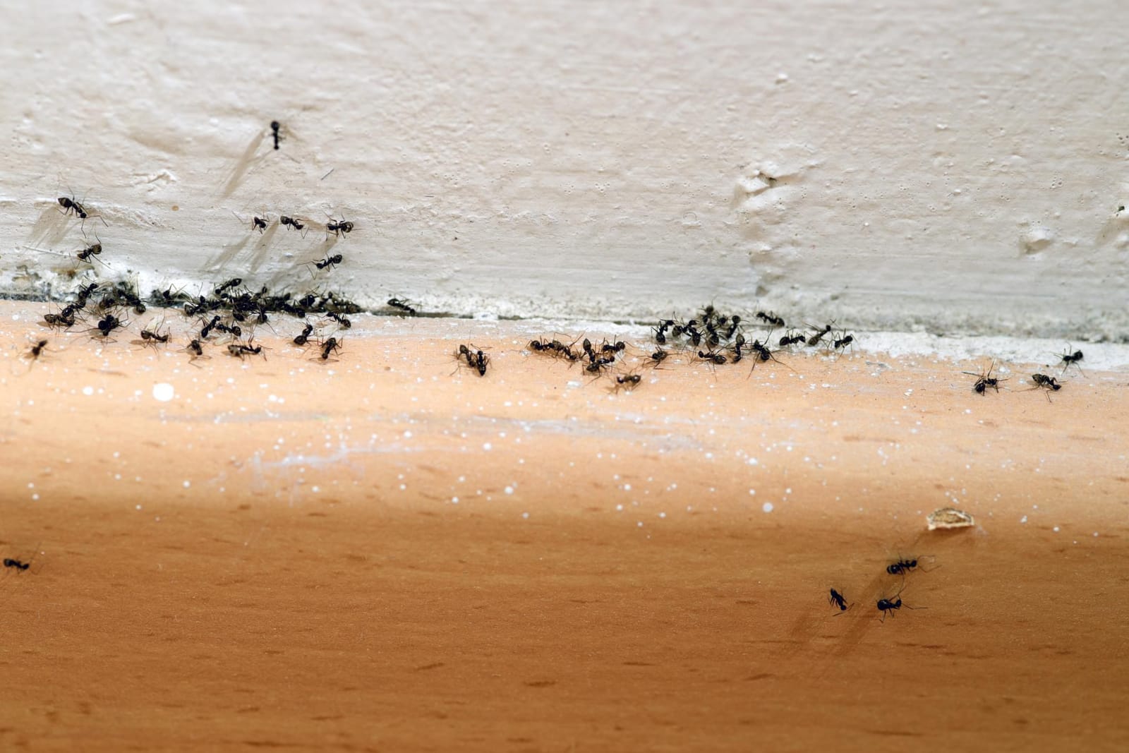Ant Control