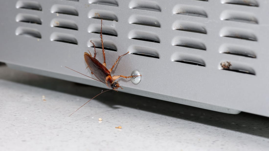 Cockroach Control