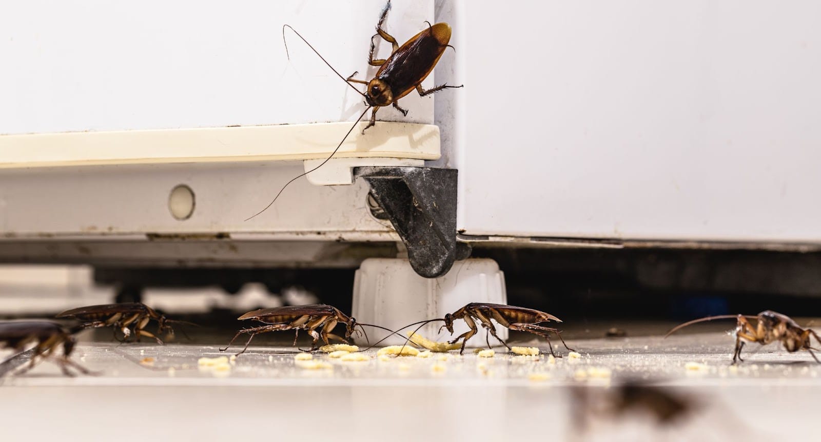 Cockroach Control