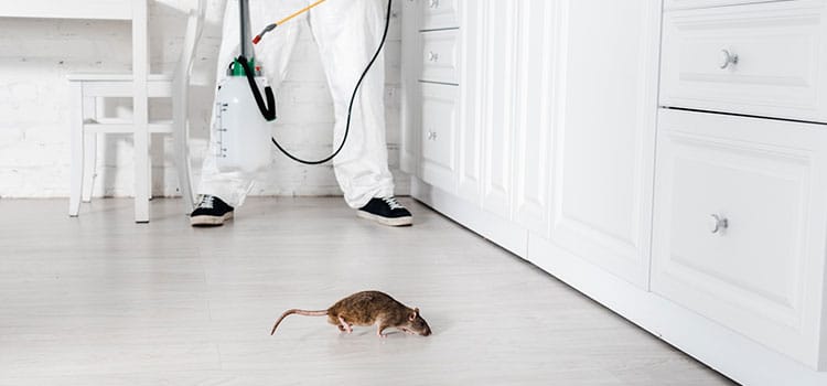Rodent Control
