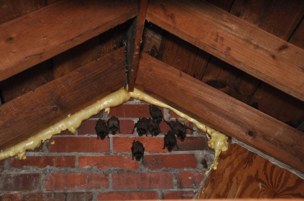 Bat Removal