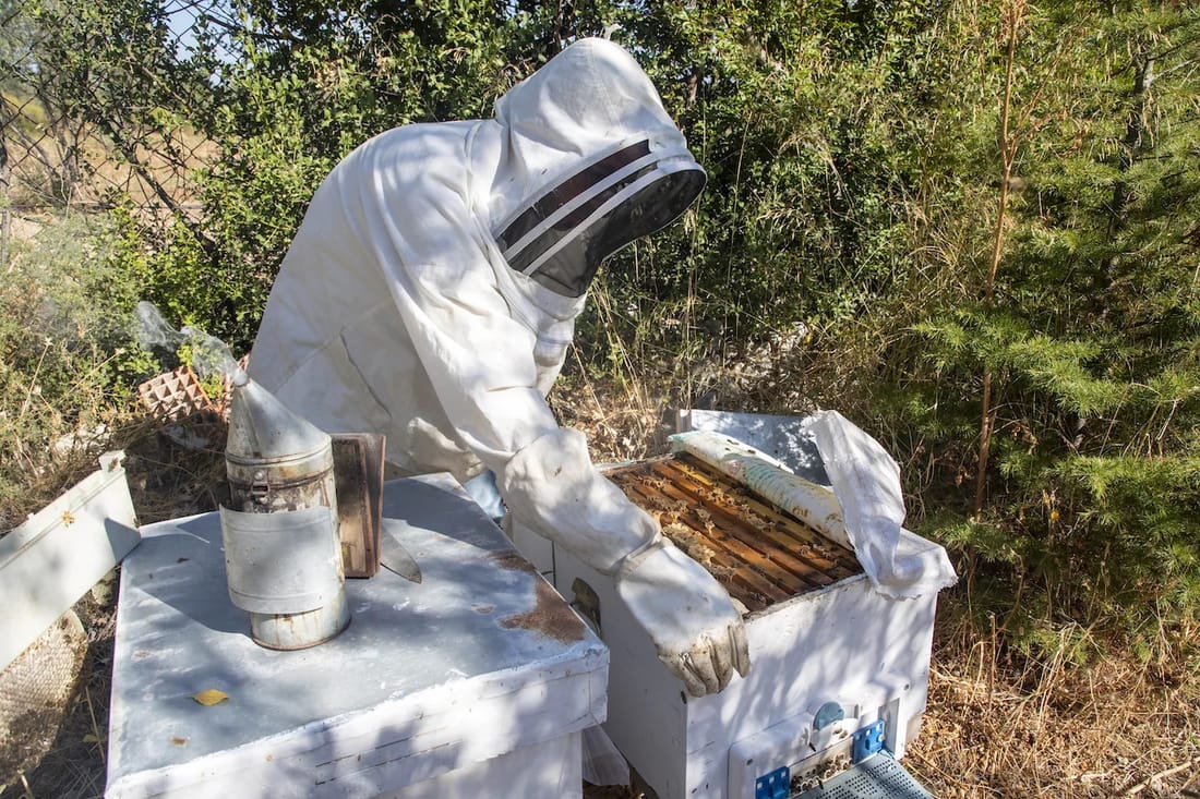 Bee Removal and Relocation