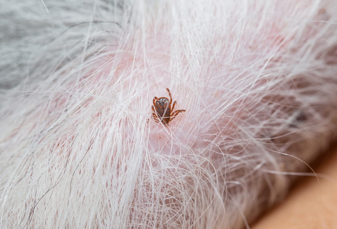 Flea and Tick Control