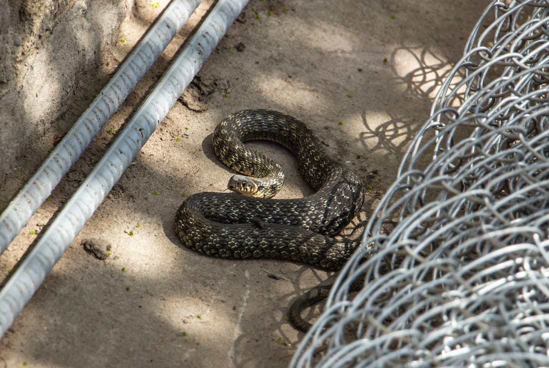 Snake Removal